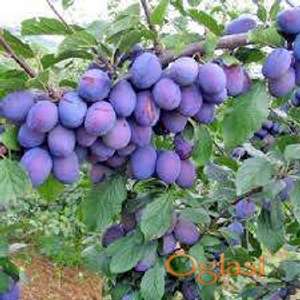 Vocne sadnice od proizvodjaca za 2026 godinu